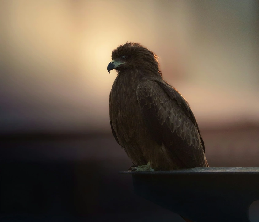 Моделът на тихия агресор